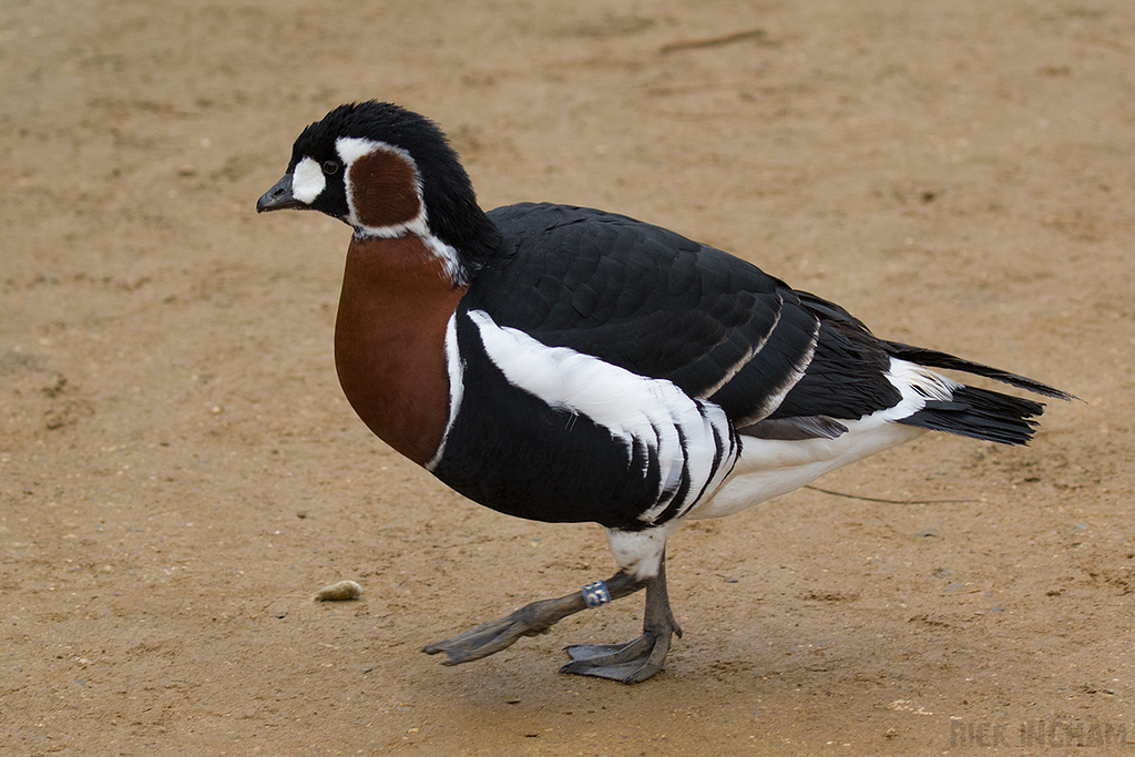 Red-Breasted Goose