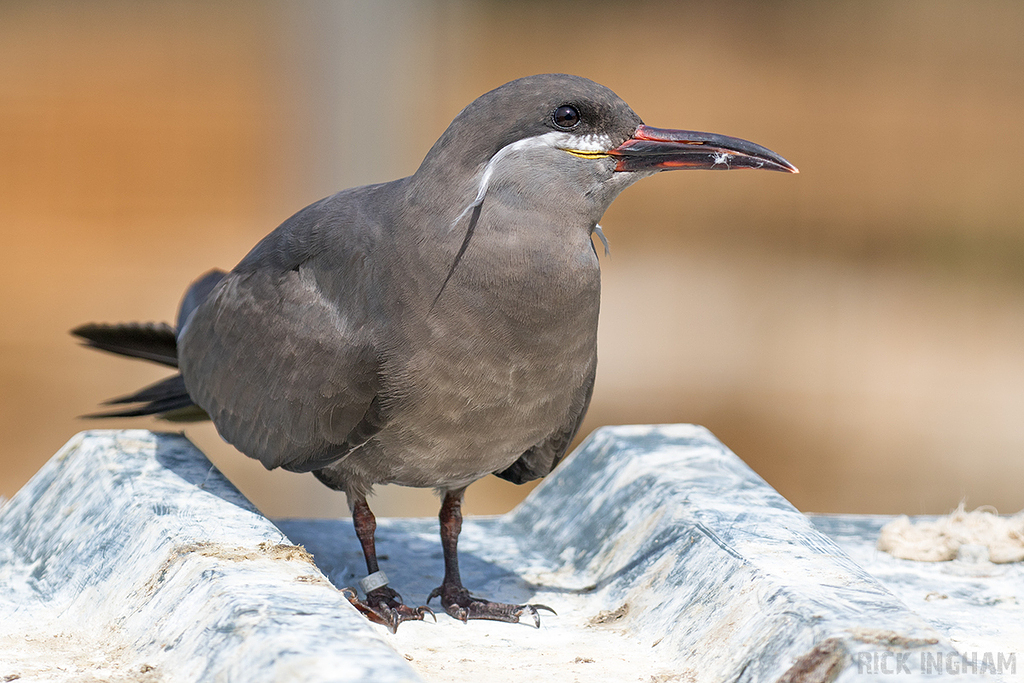 Inca Tern