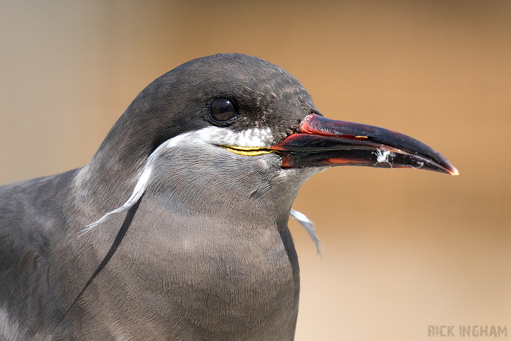Inca Tern