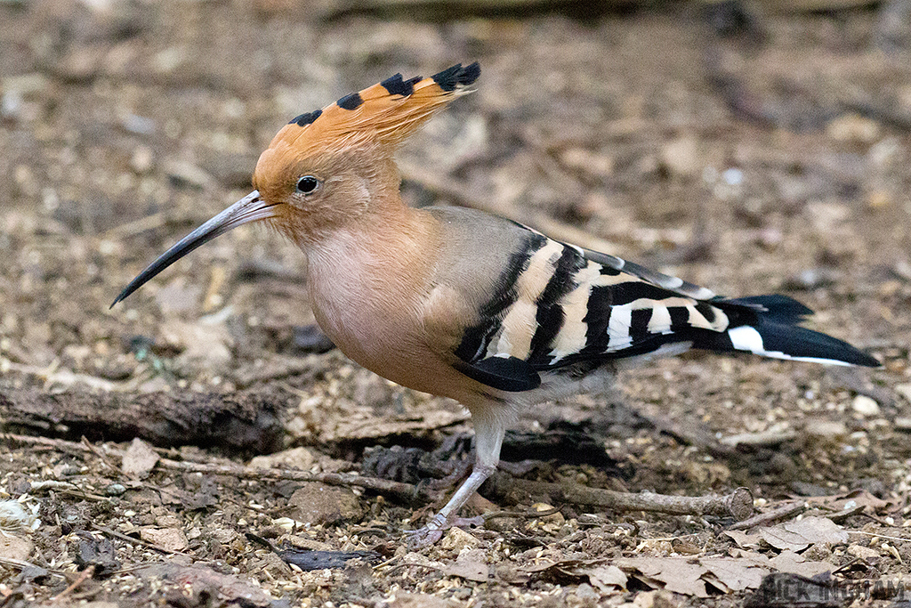 Eurasian Hoopoe