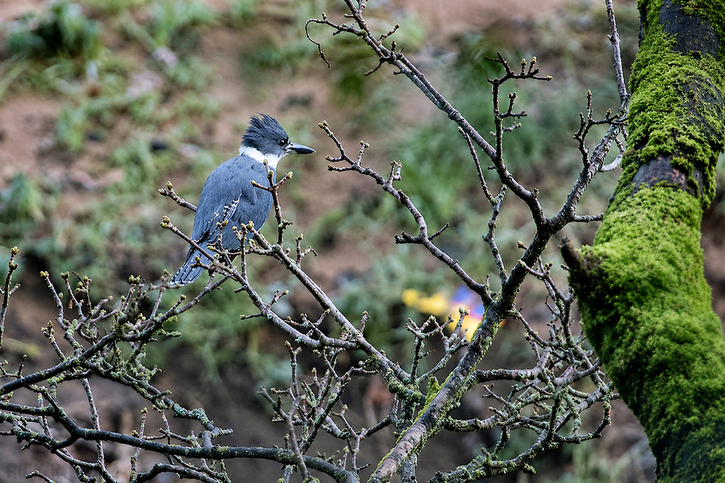 Belted Kingfisher | Male