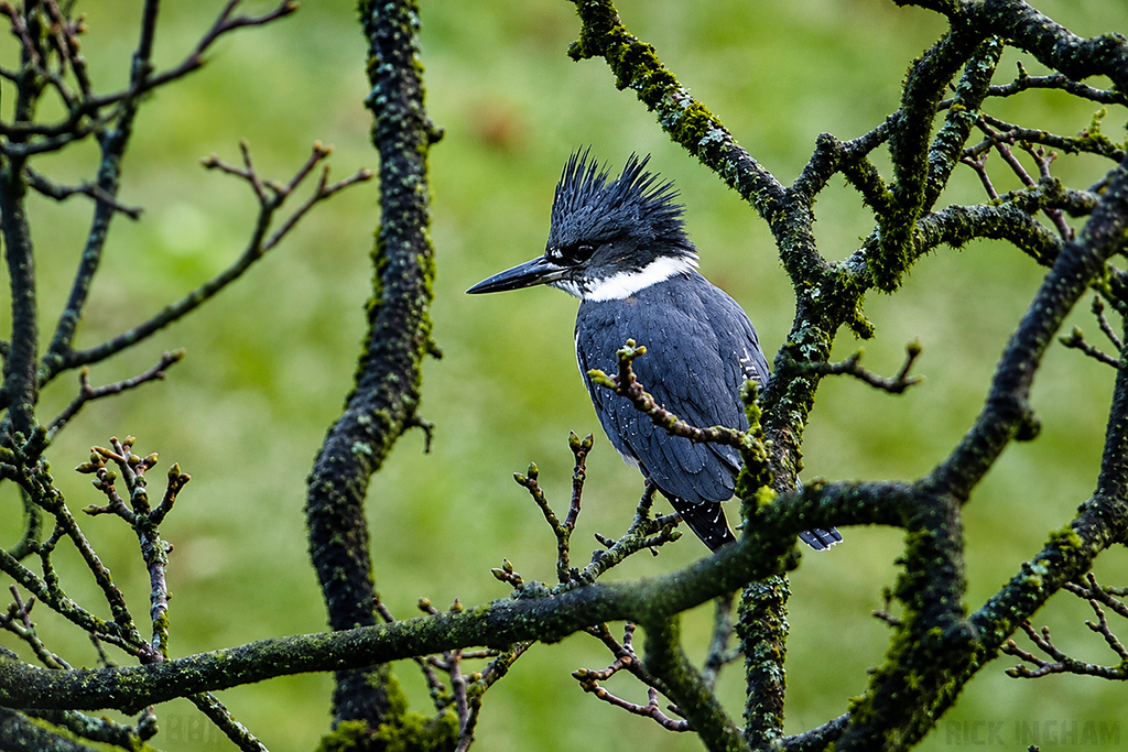 Belted Kingfisher | Male