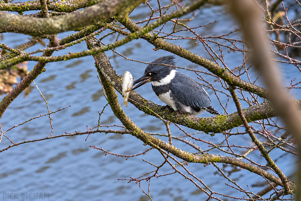 Belted Kingfisher | Male