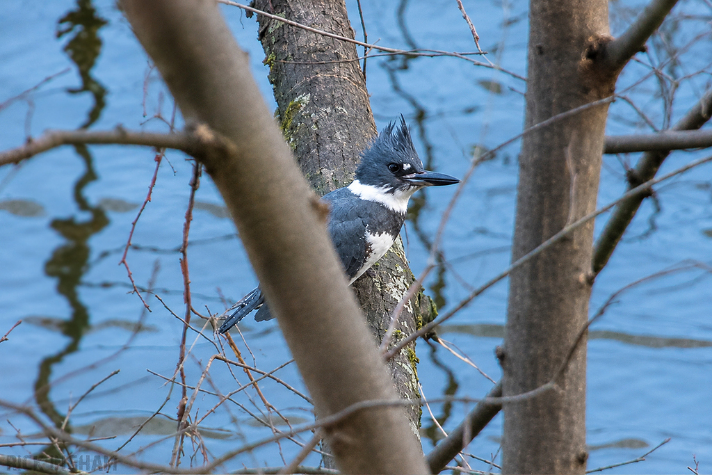 Belted Kingfisher | Male