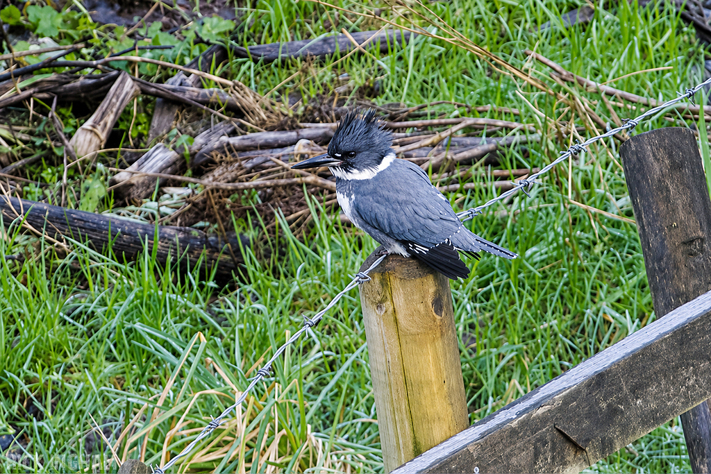 Belted Kingfisher | Male