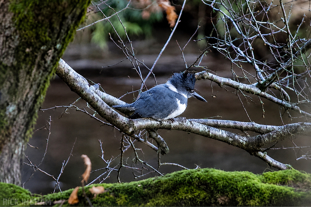 Belted Kingfisher | Male
