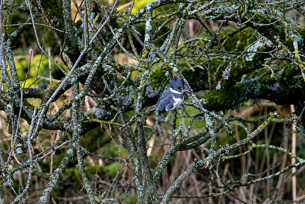 Belted Kingfisher | Male