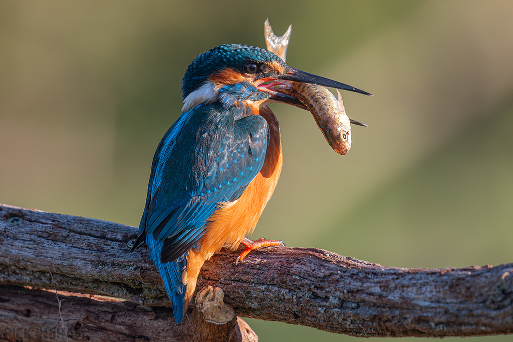 Common Kingfisher | Male