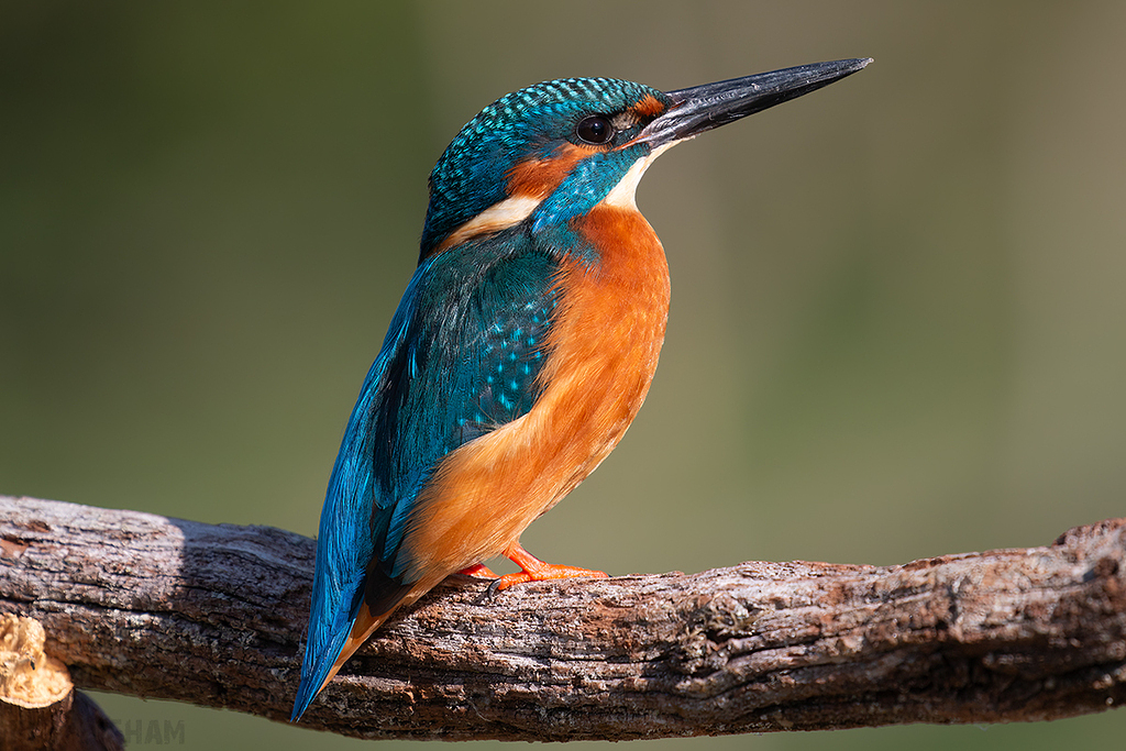 Common Kingfisher | Male