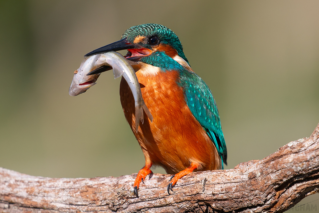 Common Kingfisher | Male