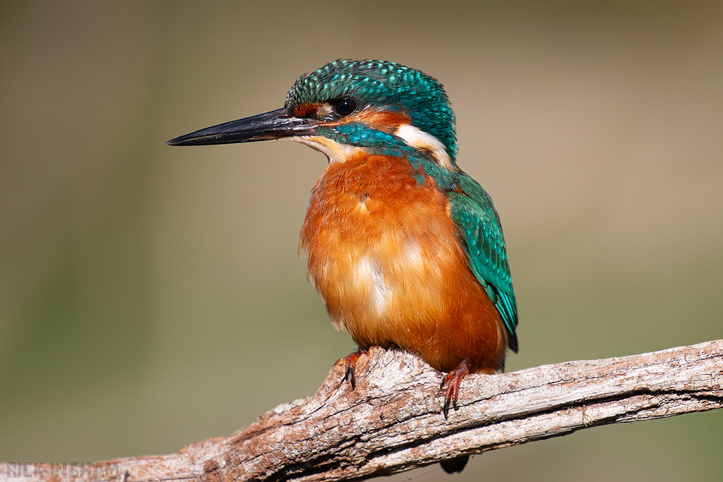 Common Kingfisher | Male