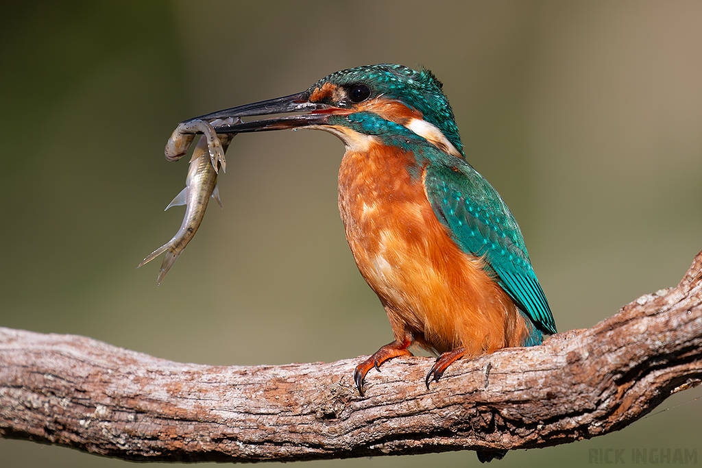 Common Kingfisher | Male