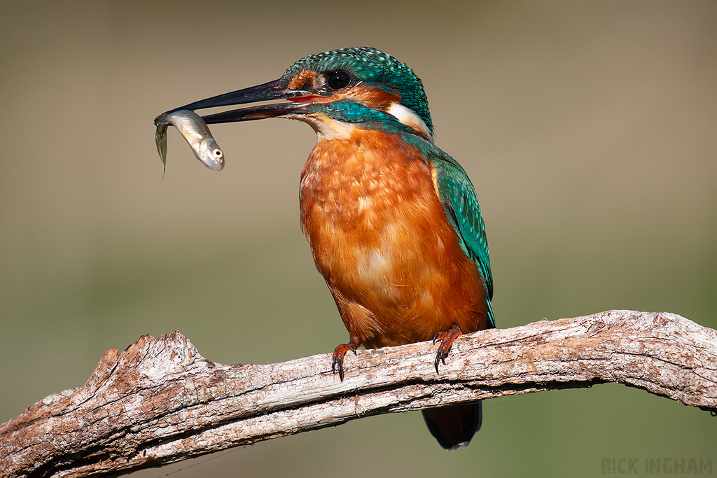 Common Kingfisher | Male