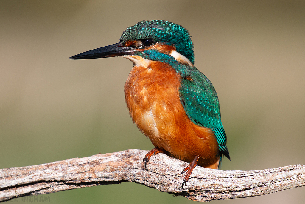 Common Kingfisher | Male