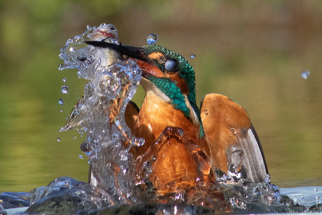 Common Kingfisher | Male