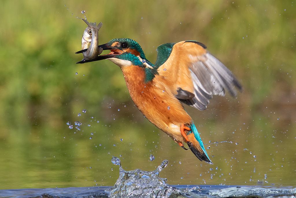Common Kingfisher | Male