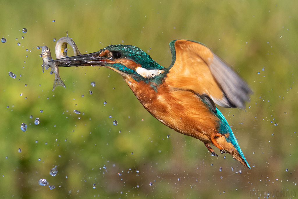 Common Kingfisher | Male