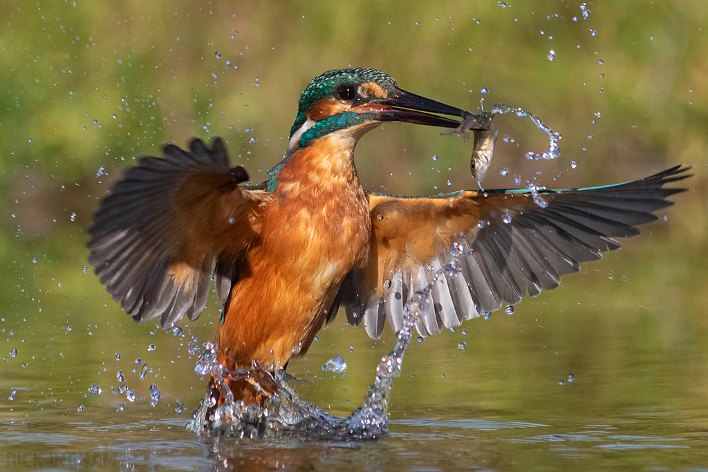 Common Kingfisher | Male