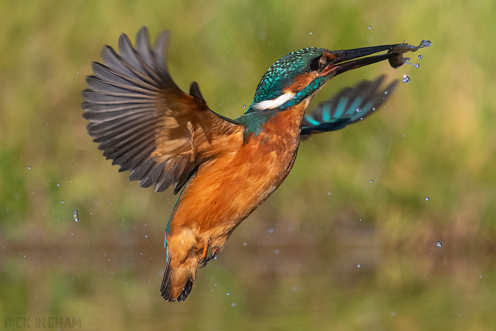 Common Kingfisher | Male