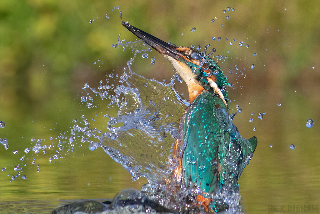 Common Kingfisher | Male