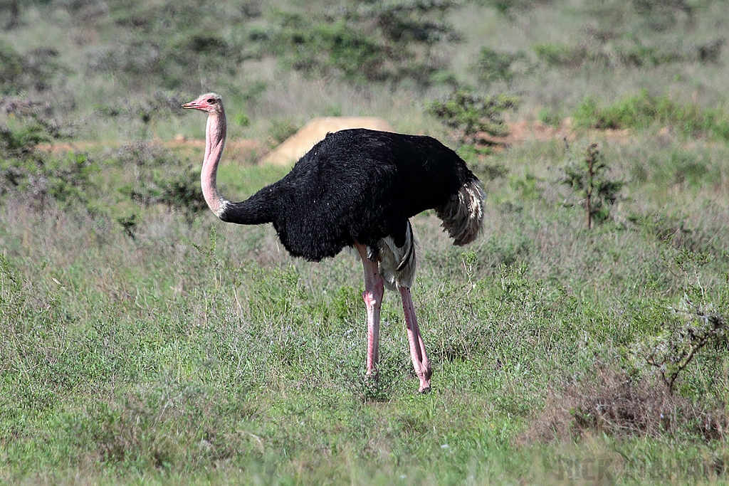 Ostrich | Male