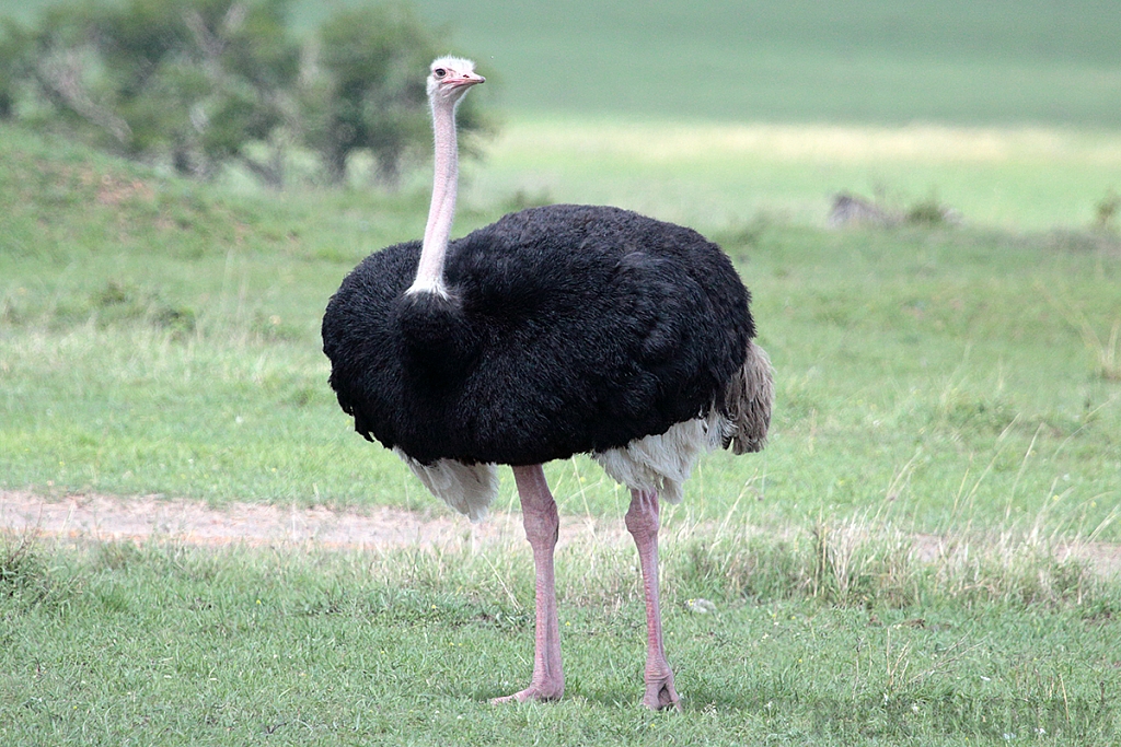 Ostrich | Male