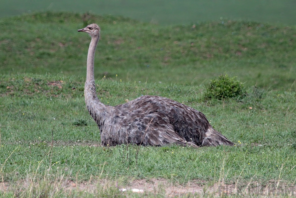 Ostrich | Female