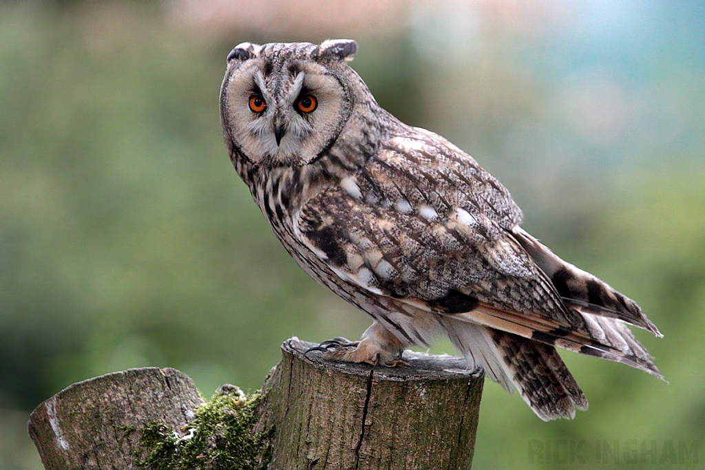 Long-eared Owl