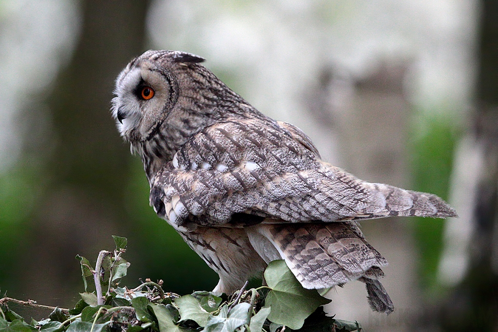 Long-eared Owl