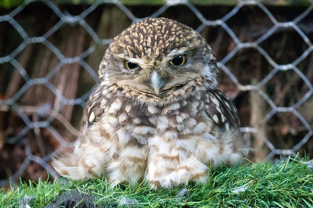 Burrowing Owl