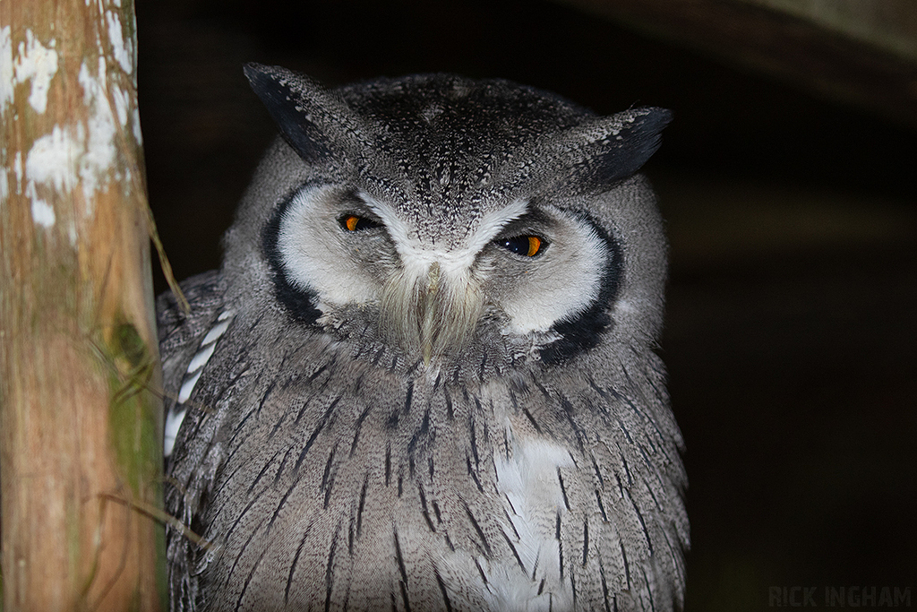 Northern White-faced Owl