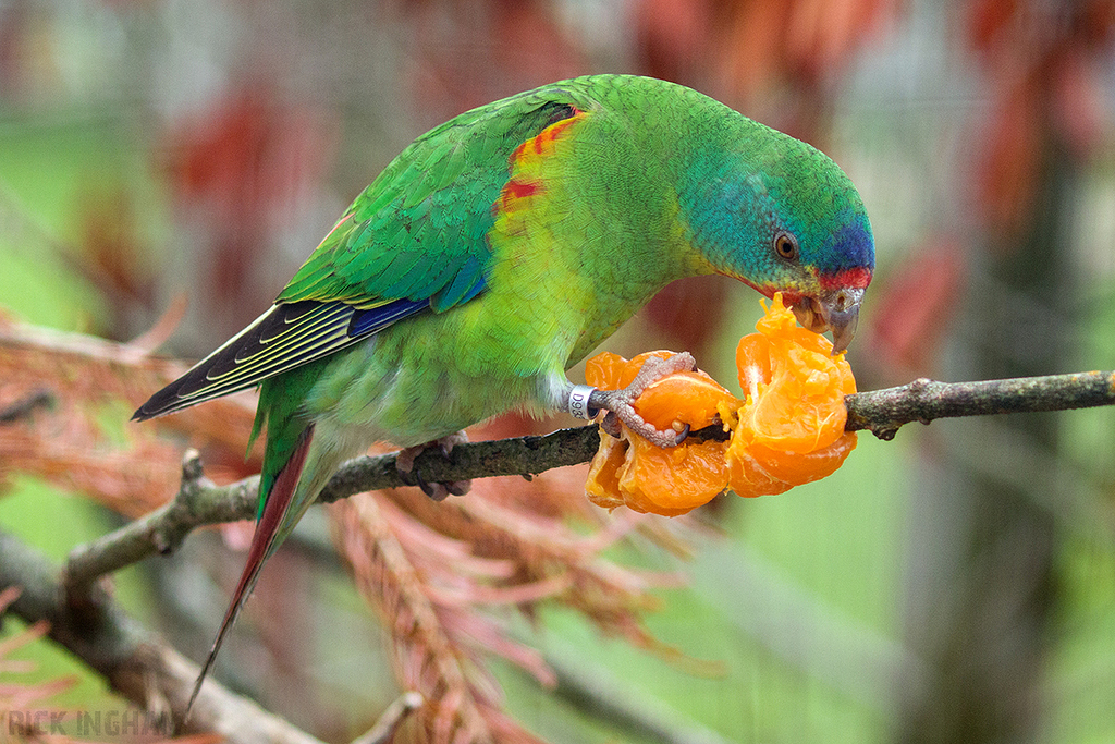 Swift Parrot