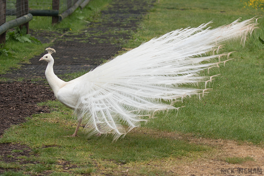 Leucistic Peacock