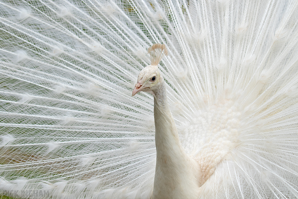 Leucistic Peacock