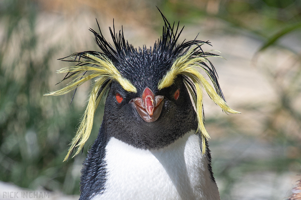 Rock Hopper Penguin