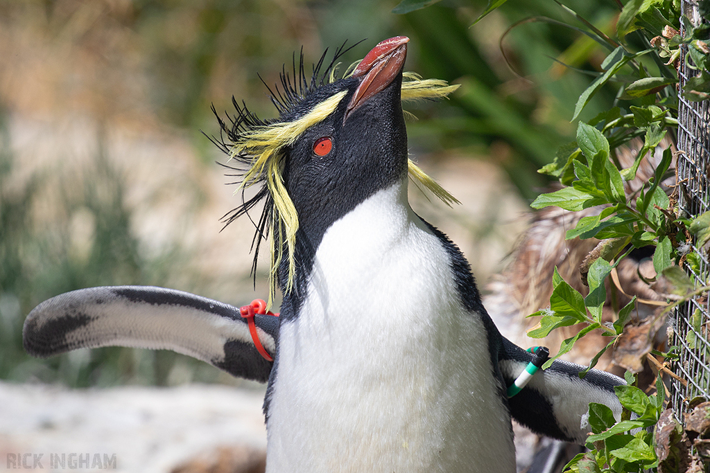 Rock Hopper Penguin