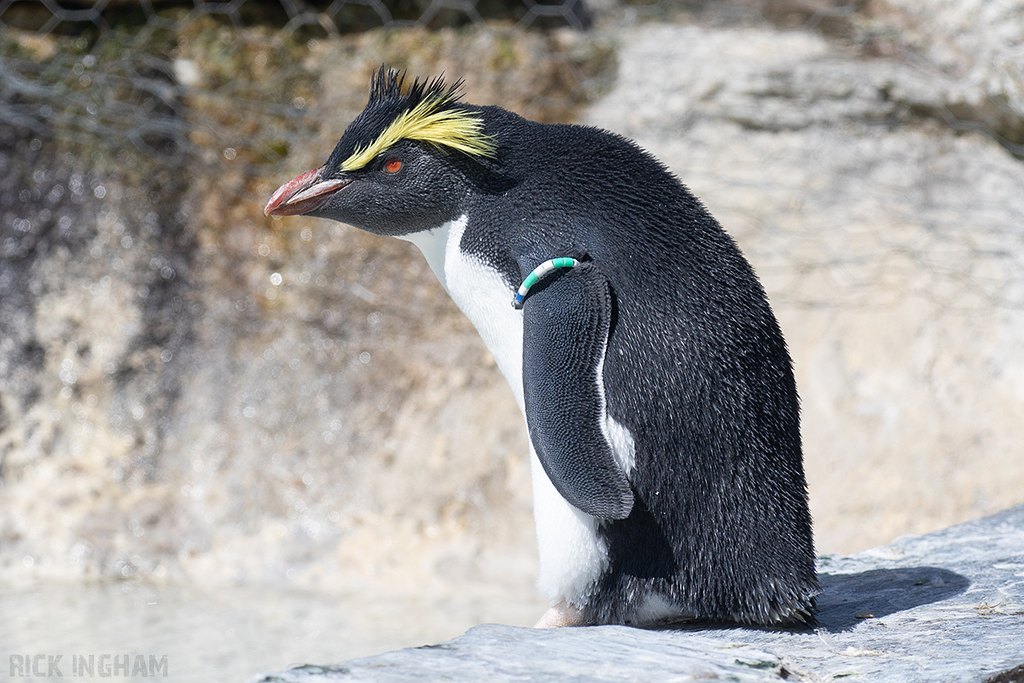 Rock Hopper Penguin