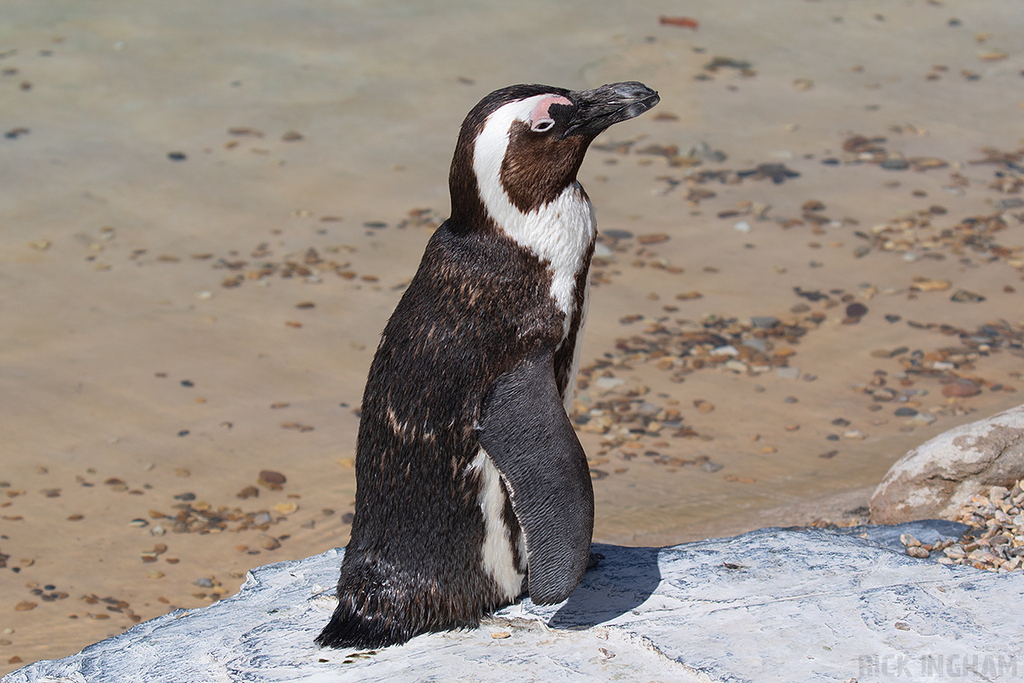 African Penguin