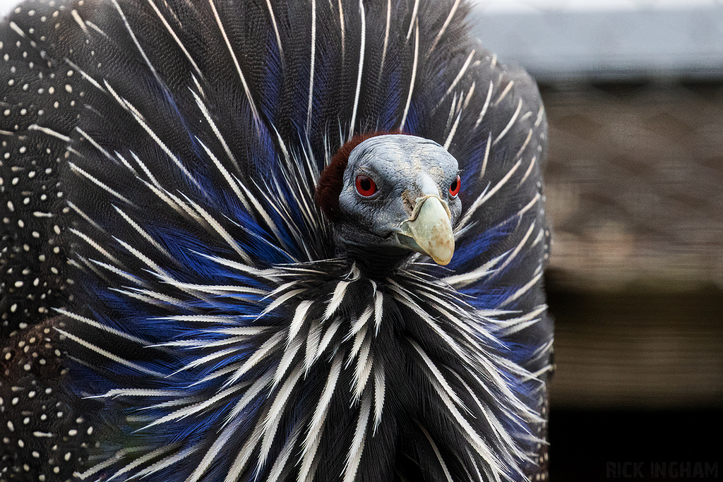 Vulturine Guineafowl