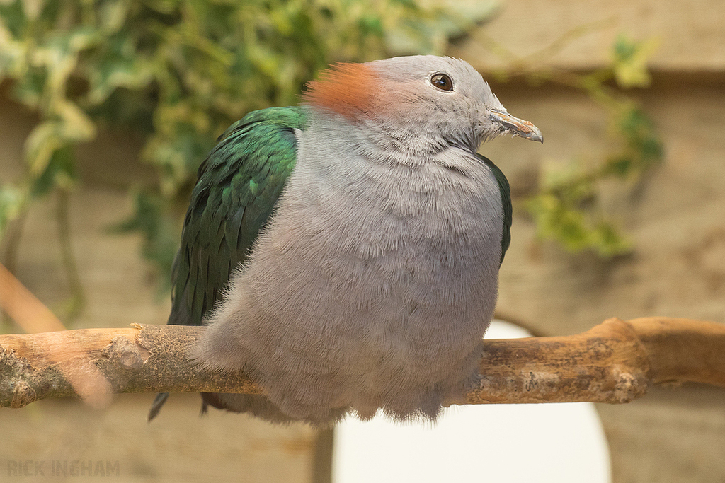 Chestnut-naped Imperial Pigeon