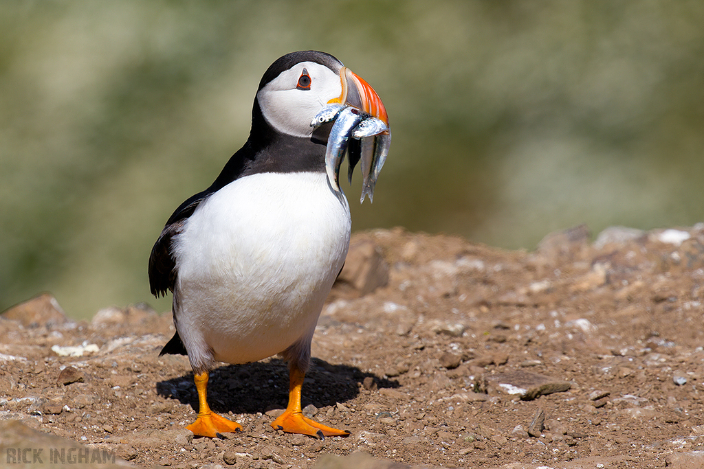 Atlantic Puffin