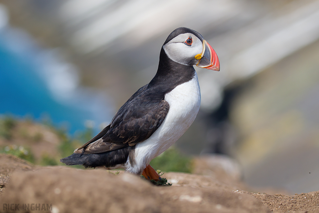 Atlantic Puffin