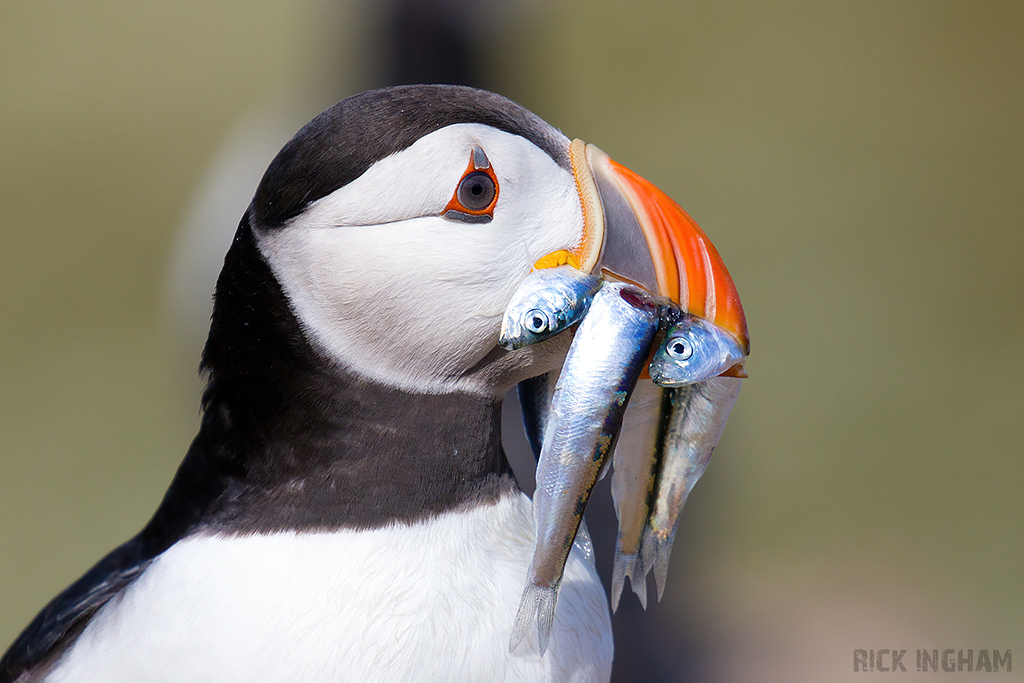 Atlantic Puffin