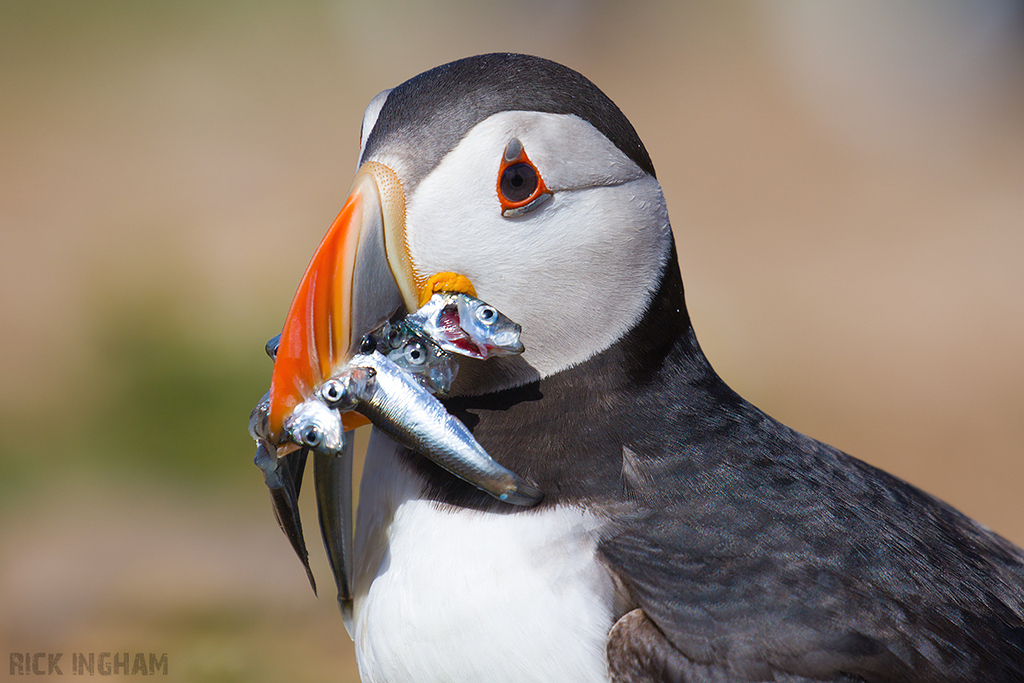 Atlantic Puffin