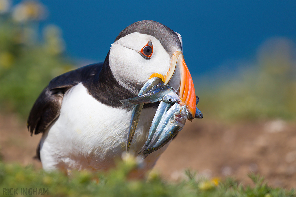 Atlantic Puffin