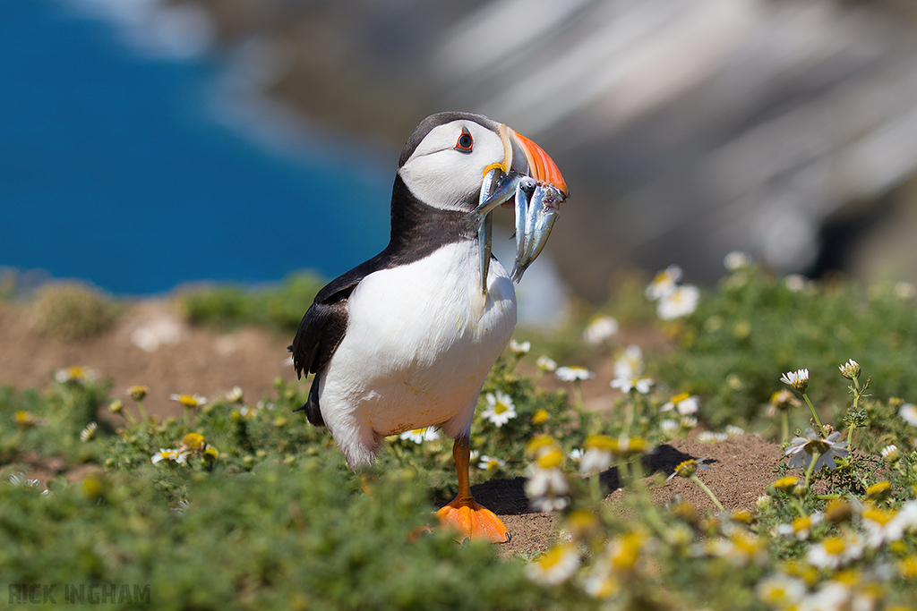 Atlantic Puffin