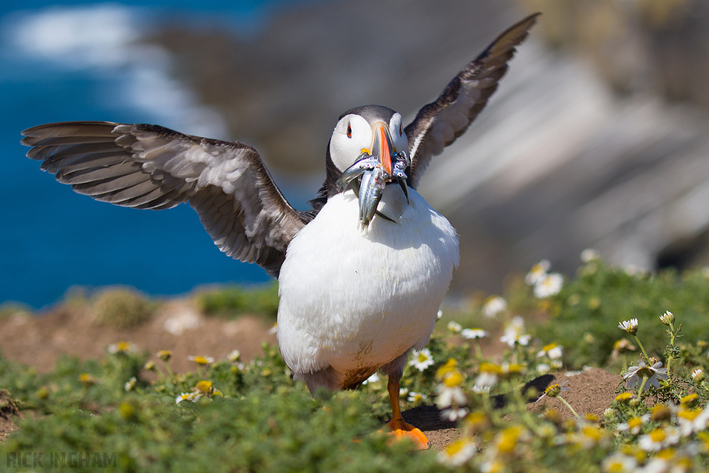 Atlantic Puffin