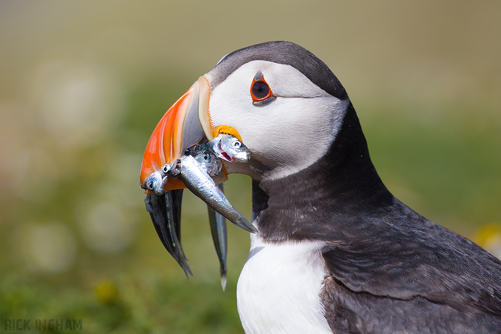 Atlantic Puffin