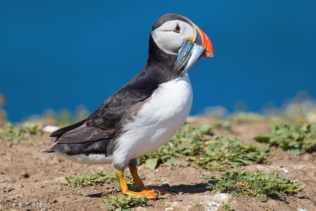 Atlantic Puffin