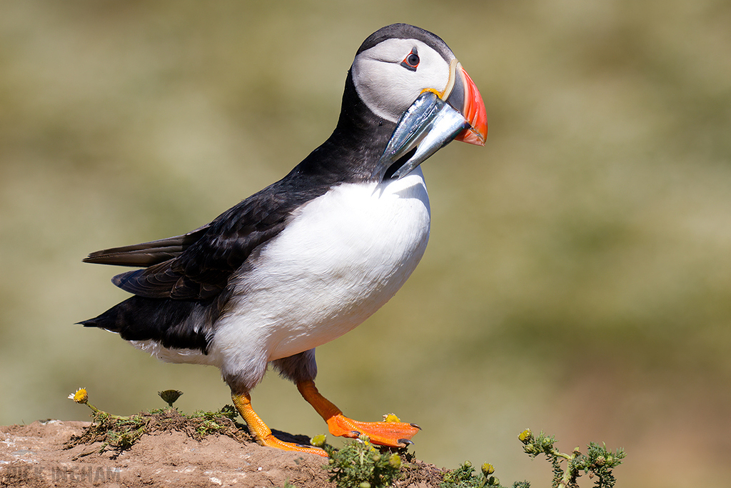 Atlantic Puffin
